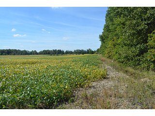 Property photo 13 - LAND AUCTION - 99+/- Acres offered in 4 Tracts or Combinations in Allen County